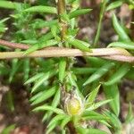 Portulaca pilosa Leaf