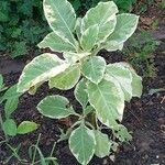 Nicotiana tomentosa Folha