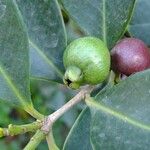 Psidium cattleianum Drugo