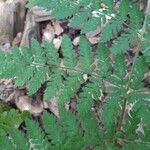 Dryopteris carthusiana 葉