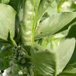 Vicia faba Фрукт