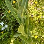 Cynoglossum creticum Leaf