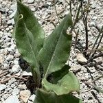 Senecio integerrimus Leaf