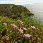 Spergularia rupicola Blodyn