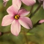 Phlox stolonifera Цветок