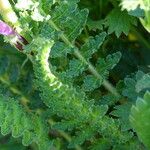 Pedicularis gyroflexa Hoja