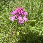 Anacamptis pyramidalis花