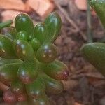 Sedum × rubrotinctum Folha