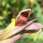 Serapias parviflora Kvet