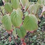 Cornus kousa Blatt