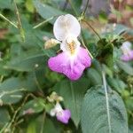 Impatiens balfouriKvet