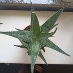 Aloe rauhii Blatt