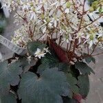 Saxifraga cortusifolia Blatt