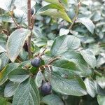 Cotoneaster acutifolius Leaf