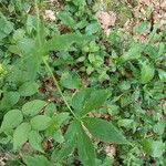 Ranunculus platanifolius Leaf