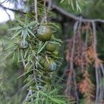 Juniperus oxycedrus Vaisius