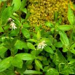 Asperula taurina Flor