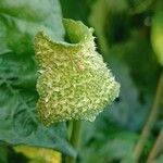 Dorstenia contrajerva Flower