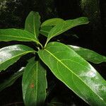 Nectandra hihua Leaf