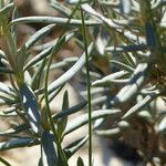 Helianthemum syriacum Lapas