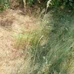 Calamagrostis arundinacea Ekosanga