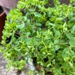 Euphorbia peplus Лист
