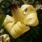 Lilium monadelphum Kvet