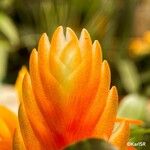 Vriesea carinata 花