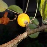 Malus sylvestris Fruit