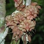 Mangenotiella stellata Fruit