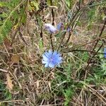 Cichorium endiviaŽiedas