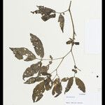 Solanum andreanum Otro