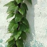 Basella alba Leaf