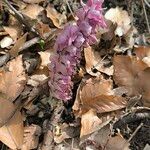 Lathraea squamaria Flower