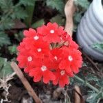 Glandularia peruviana 花