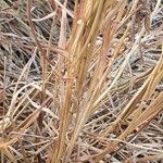 Andropogon schirensis Blad