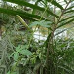 Ipomoea cairica Leaf