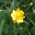 Ranunculus californicus Flower