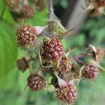 Rubus pruinosus Frukto