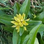 Gentiana cruciata Owoc