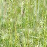 Aegilops ventricosa Libunga