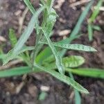 Gnaphalium sylvaticum Leaf