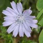 Cichorium endivia Цветок