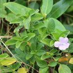 Barleria obtusa Folha