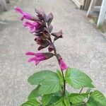 Salvia involucrataFleur