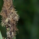 Carex riparia Квітка