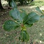 Terminalia catappa 葉