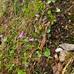Soldanella pusilla 花