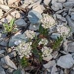 Iberis carnosa Flor