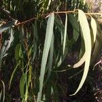 Eucalyptus citriodora ഇല